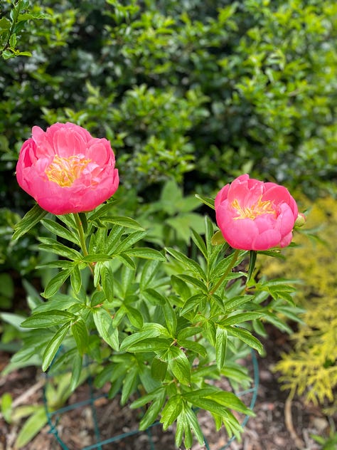 Irises and peonies in different colors