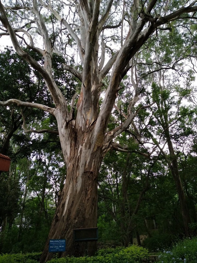 Kalyani - Eucalyptus Tree, Horsley Hills - Timings, Best time to Visit