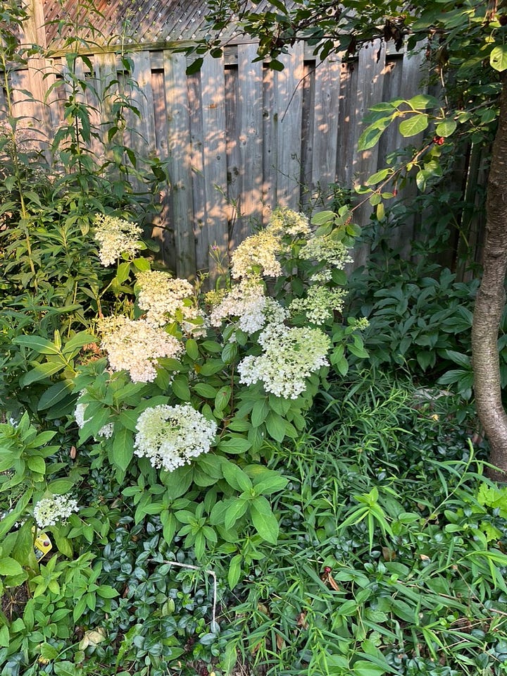Rosa Boscobel and Outta the Blue, Bobo hydrangea, freshly picked blackberries