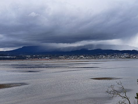 6 photos: looking across the water at mountains and a town with rainclouds overhead, mossy trees, a heron standing in the water, a interestingly shaped rock, blossoms on a tree next to the water, sea lion heads poking out of the water