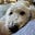 IrishWolfhound13's avatar