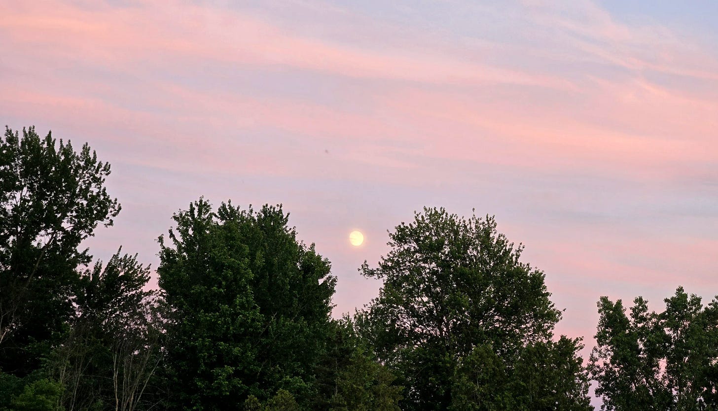 A pale moon rising in a soft pink and lavender sky above a line of leafy green trees.