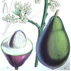 A history of… guacamole