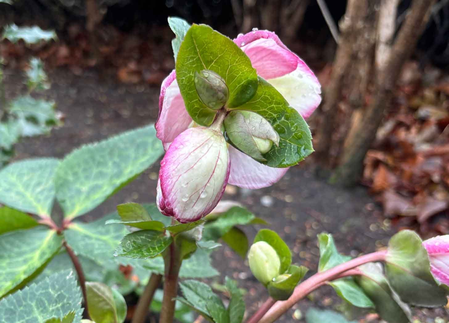 Hellebore