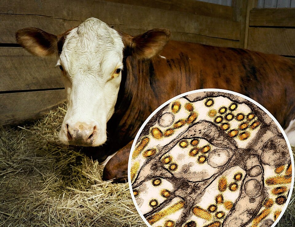 File:Cow in Stall and H5N1 Micrograph.jpg File:Cow in Stall and H5N1 Micrograph.jpg