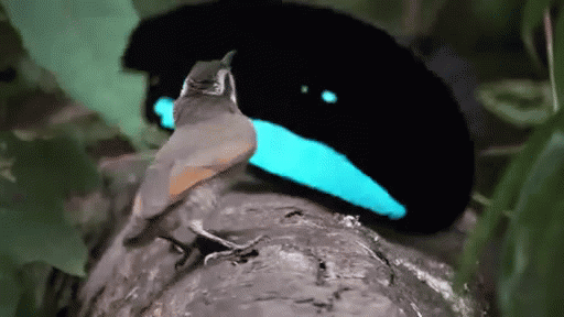 Superb Bird of Paradise! – @battle-of-the-birds on Tumblr
