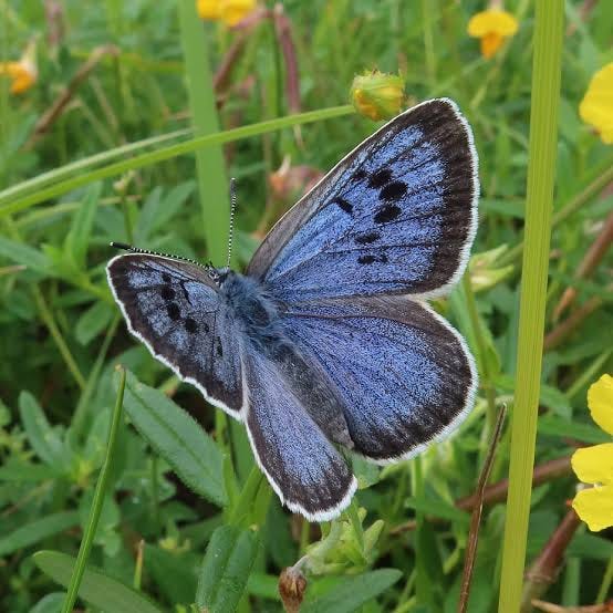Large blue butterfly numbers soar in Britain