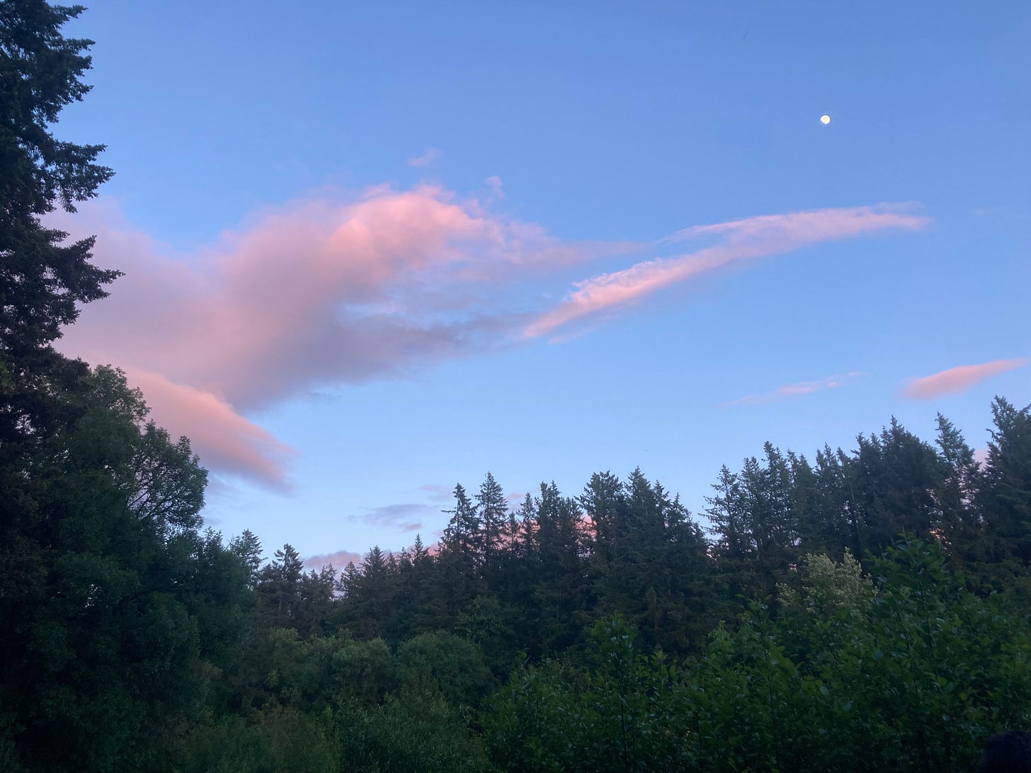 Full moon at dusk over forest