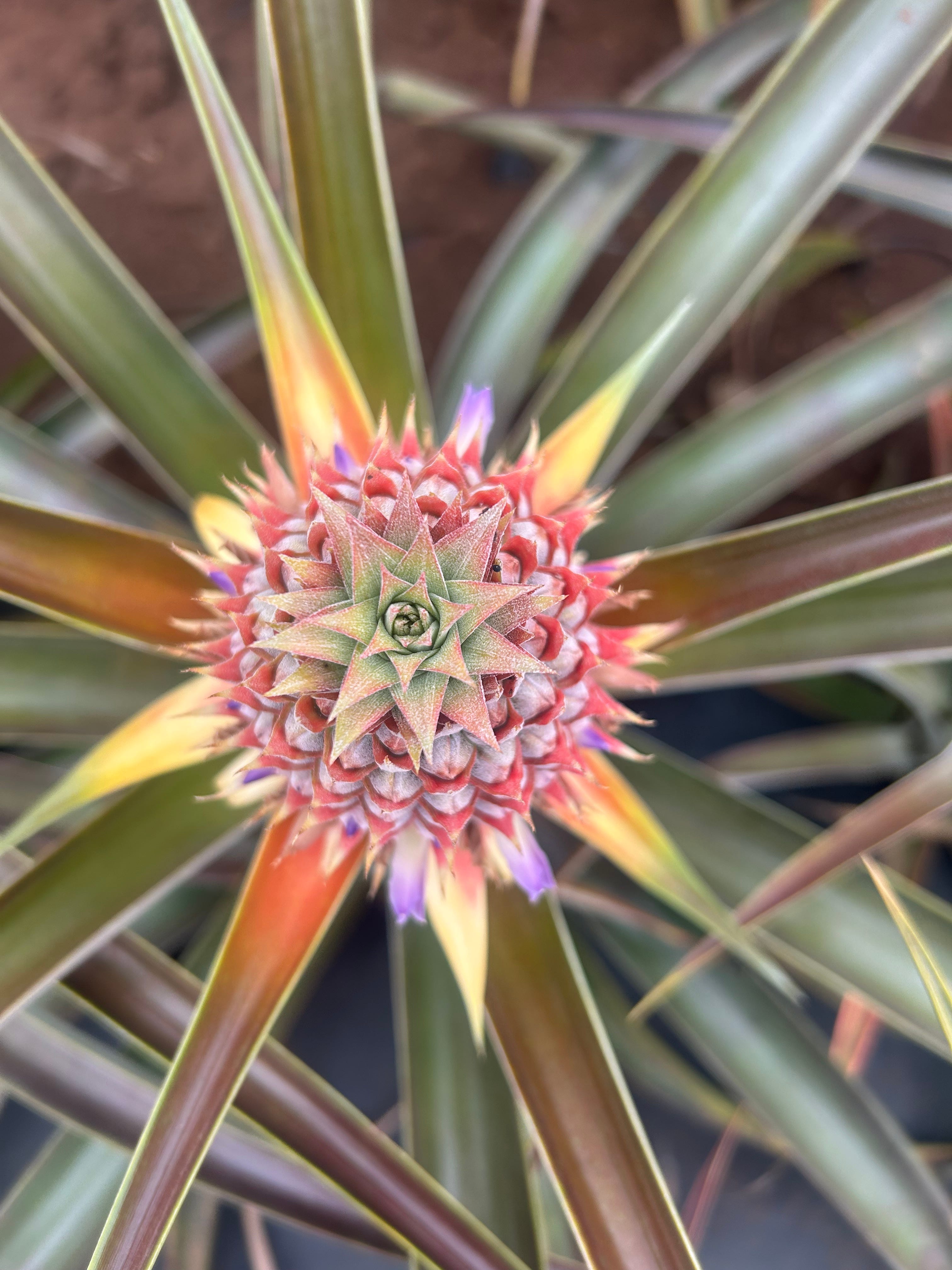 The World Needs More Pineapple Farmers