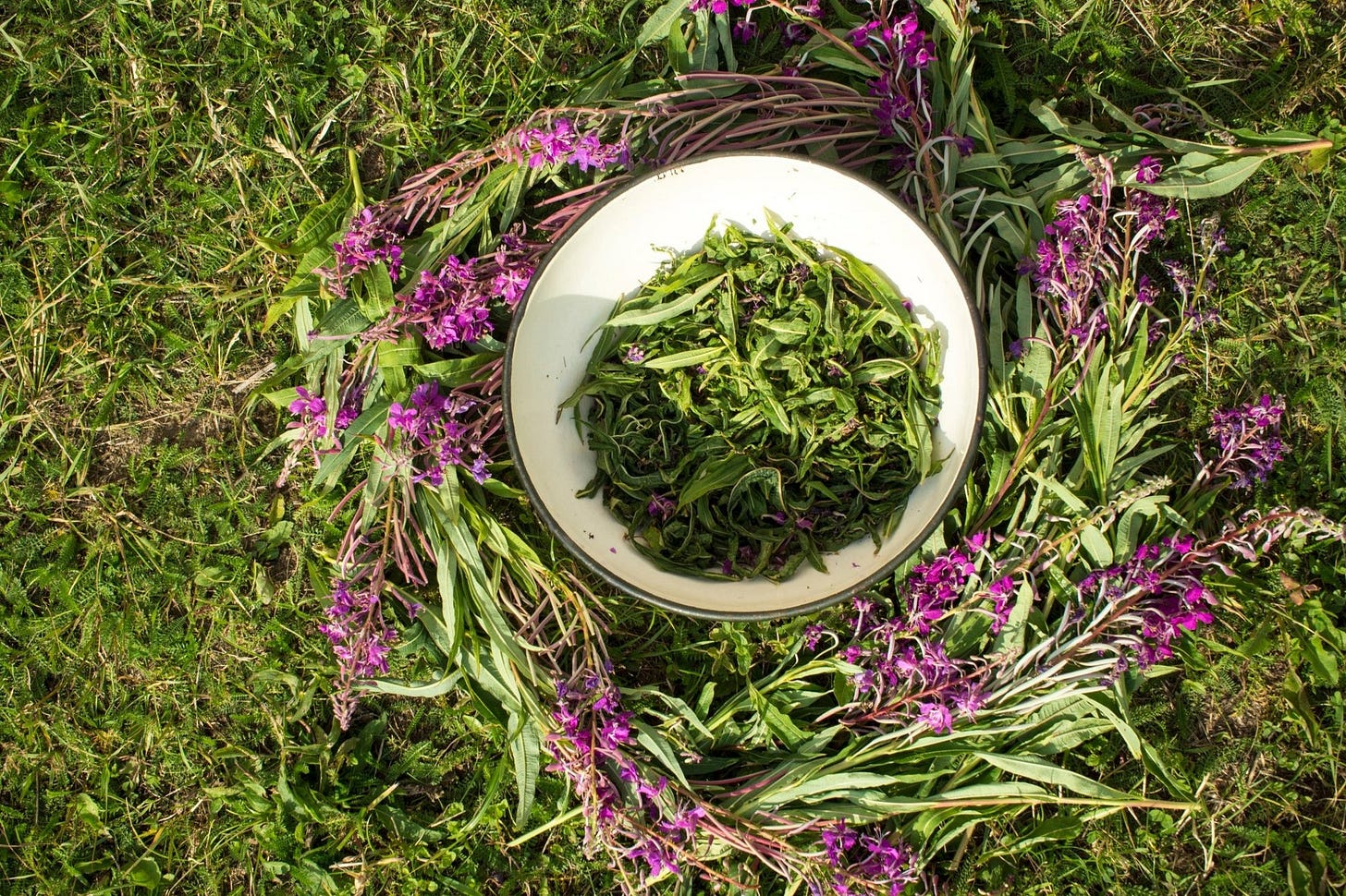 Wild-Harvested Canadian Fireweed Tea – Kootenay Woman