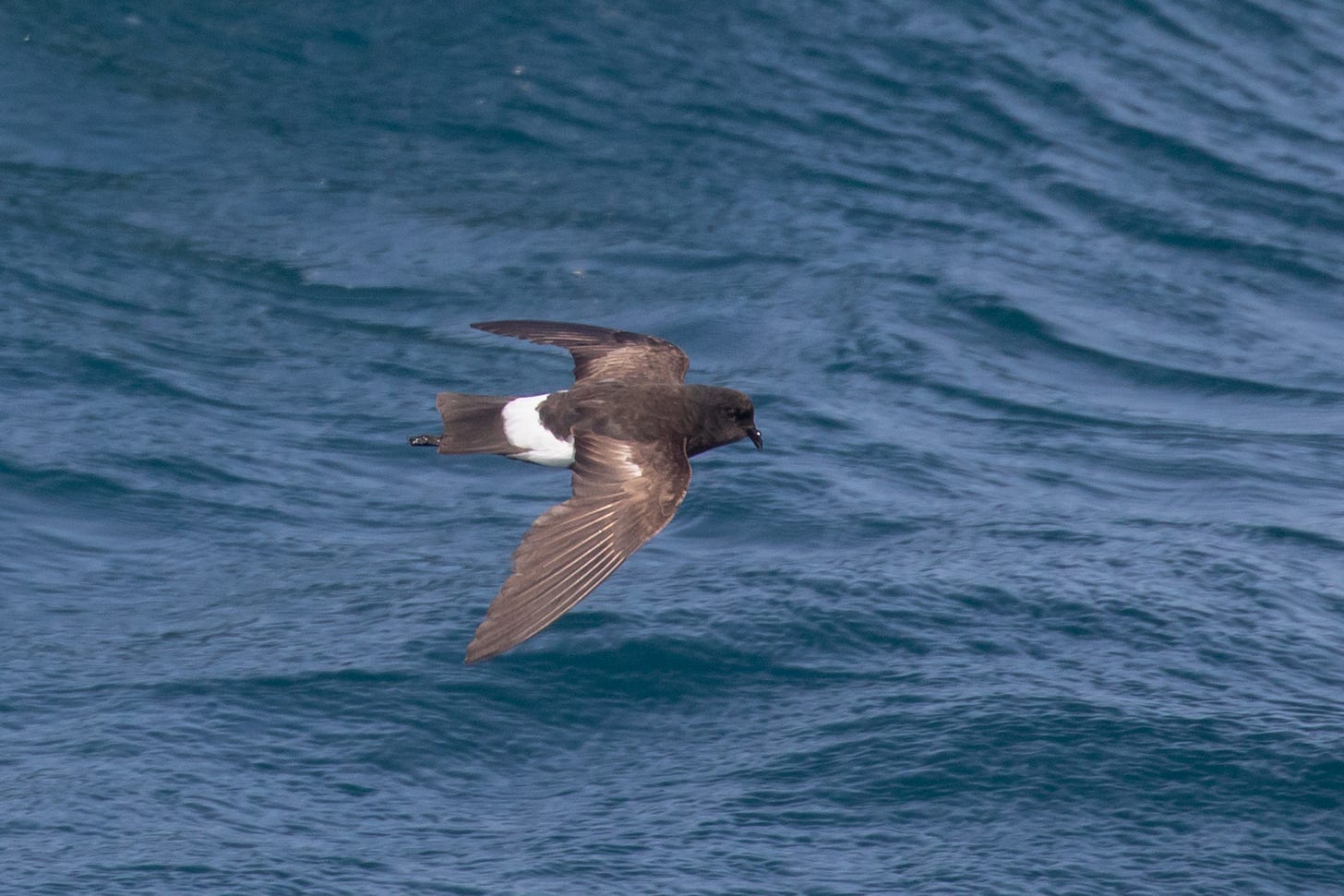 a gray-brown bird flying to the right with a white rump patch, pointed wings held bent back, a big forehead and downturned beak like a pigeons, and legs slightly exteding past its squared-off tail