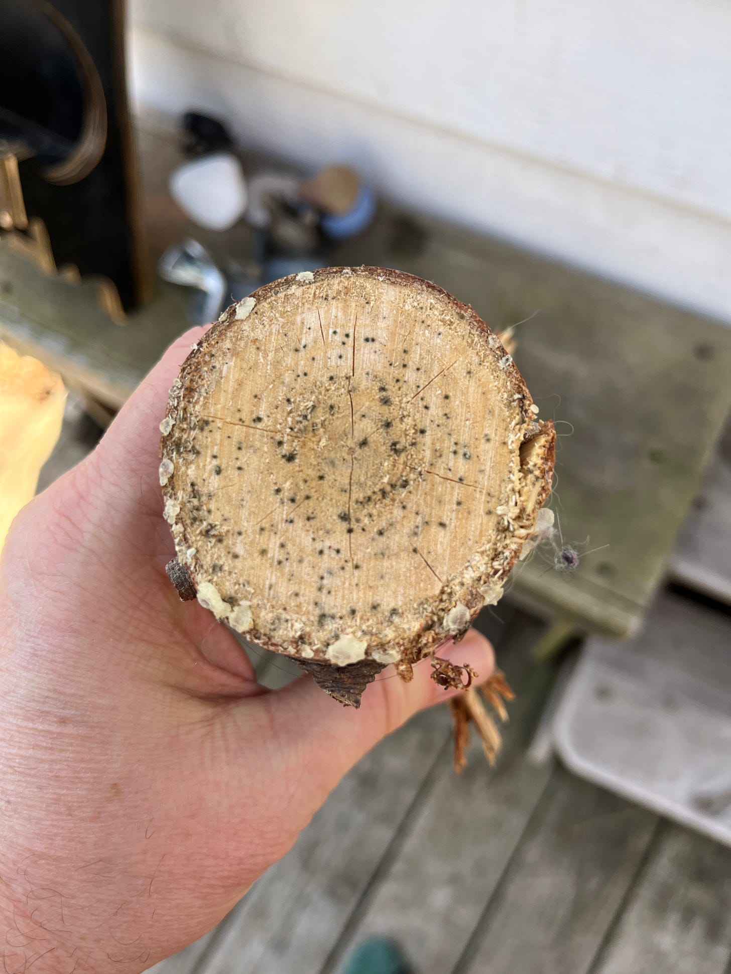 my own ring of christmas tree stump my own ring of christmas tree stump