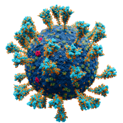 Illustration of a SARS-CoV-2 virion Illustration of a SARS-CoV-2 virion