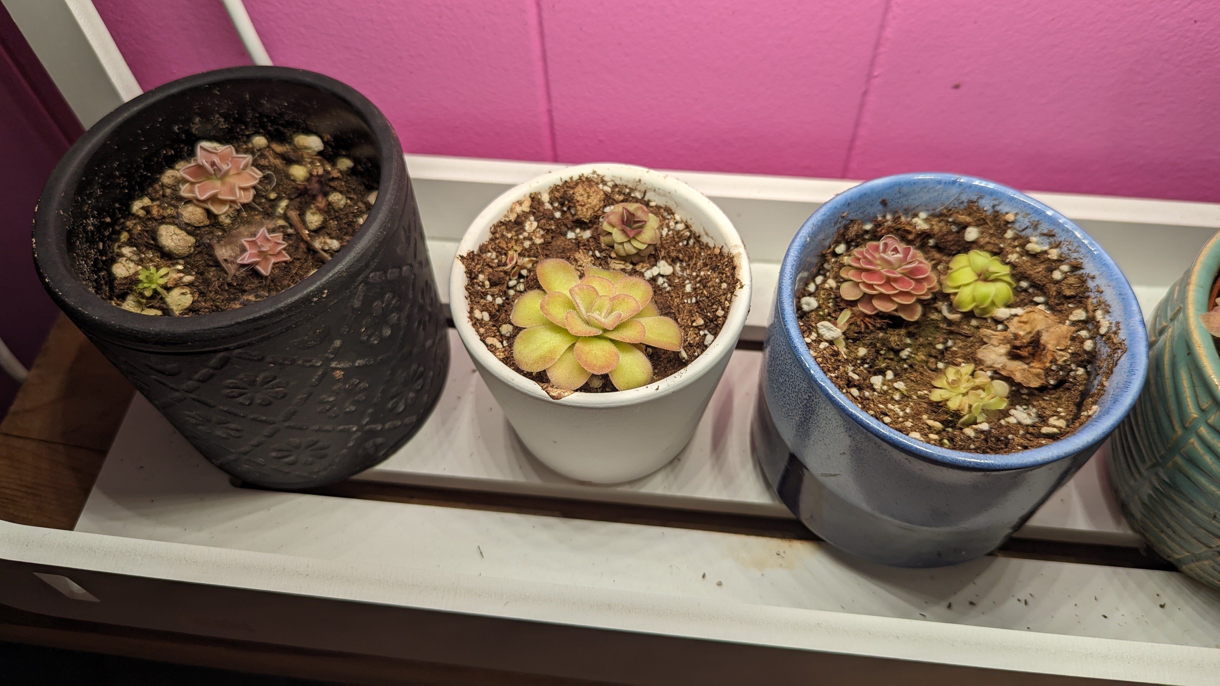 My favorite super-easy plants - by Zawn Villines