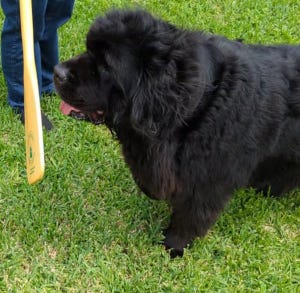 Crokell moving to touch an oar with his nose. Crokell moving to touch an oar with his nose.