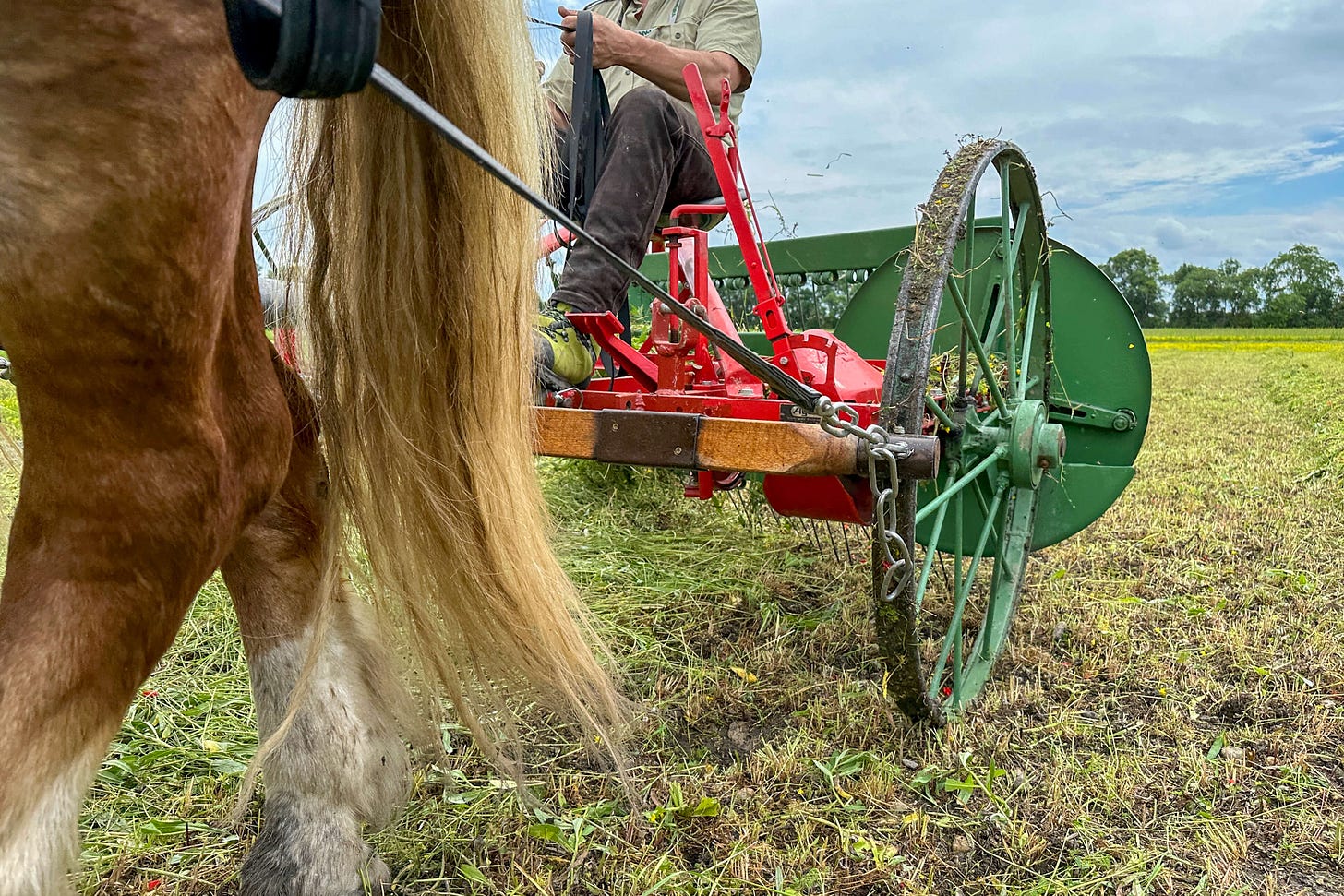 Nahaufnahme eines Pferdegespanns mit einem historischen Heuschwader während des Trocknungsprozesses von Gras zur Heugewinnung. Im Vordergrund ist ein kräftiges Noriker-Kaltblut (Pinzgauer) mit langem, hellen Schweif zu sehen. Dahinter arbeitet die rote, traditionelle Heumaschine mit grünen Metallrädern, während ein Fahrer die Zügel führt und auf dem Schwader sitzt. Die Szene findet auf einem weitläufigen Feld statt, umgeben von Wiesen und Bäumen unter einem leicht bewölkten Himmel. Das Bild vermittelt ein Gefühl von traditioneller Landwirtschaft und nachhaltiger Heugewinnung. Nahaufnahme eines Pferdegespanns mit einem historischen Heuschwader während des Trocknungsprozesses von Gras zur Heugewinnung. Im Vordergrund ist ein kräftiges Noriker-Kaltblut (Pinzgauer) mit langem, hellen Schweif zu sehen. Dahinter arbeitet die rote, traditionelle Heumaschine mit grünen Metallrädern, während ein Fahrer die Zügel führt und auf dem Schwader sitzt. Die Szene findet auf einem weitläufigen Feld statt, umgeben von Wiesen und Bäumen unter einem leicht bewölkten Himmel. Das Bild vermittelt ein Gefühl von traditioneller Landwirtschaft und nachhaltiger Heugewinnung.