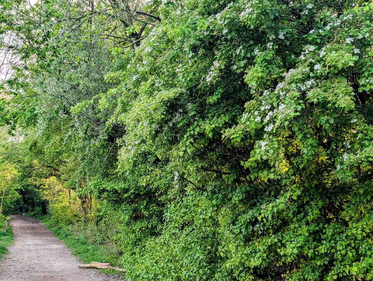 Hawthorn growing by a path through the woods
