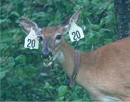 Young Hunter's First Deer Confusing due to Collar, Tags, Circumstances |  Deer & Deer Hunting