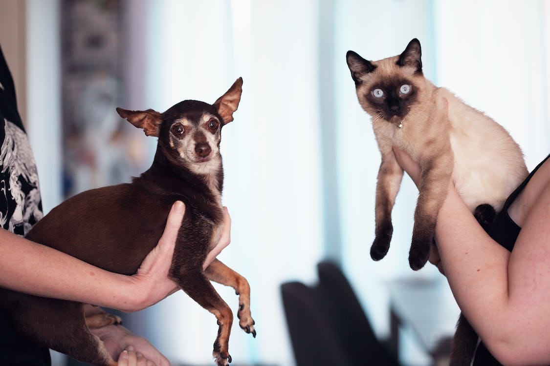 Free Photo of People Holding Siamese Cat and Chihuahua Stock Photo Free Photo of People Holding Siamese Cat and Chihuahua Stock Photo