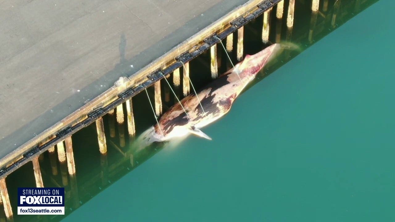 Fin whale found dead in Port of Tacoma was struck by vessel Fin whale found dead in Port of Tacoma was struck by vessel