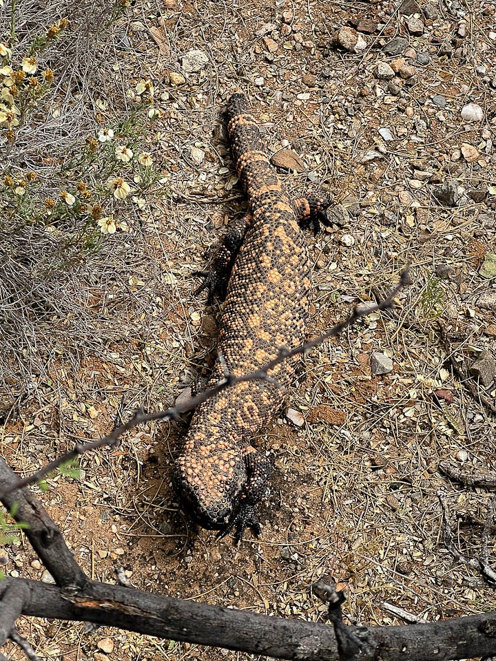Opuncja, saguaro, kwitnacy saguaro, cholla, heloderma, kwiat saguaro, zbocze