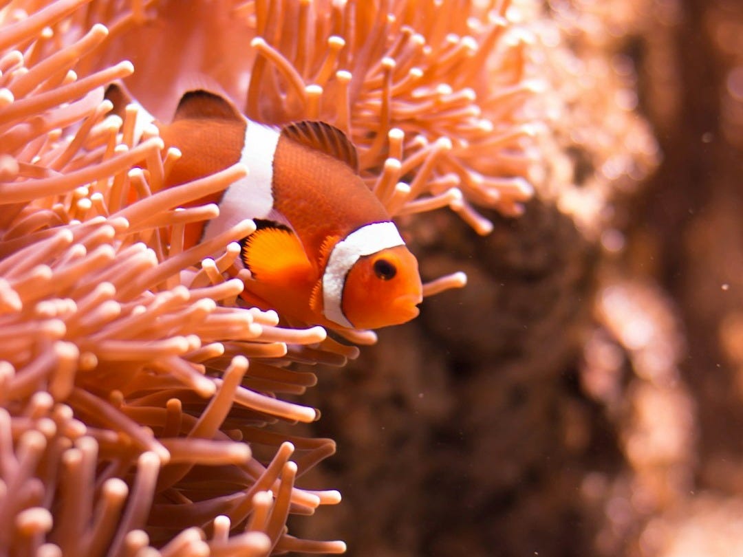 Les 7 Bonnes Nouvelles du Samedi 15 Novembre 2025 Les 7 Bonnes Nouvelles du Samedi 15 Novembre 2025