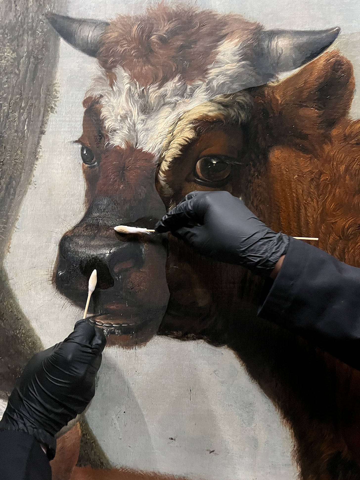 Twee handen in handschoenen halen heel voorzichtig het vernis van de kop van De Stier met grote wattenstaafjes.