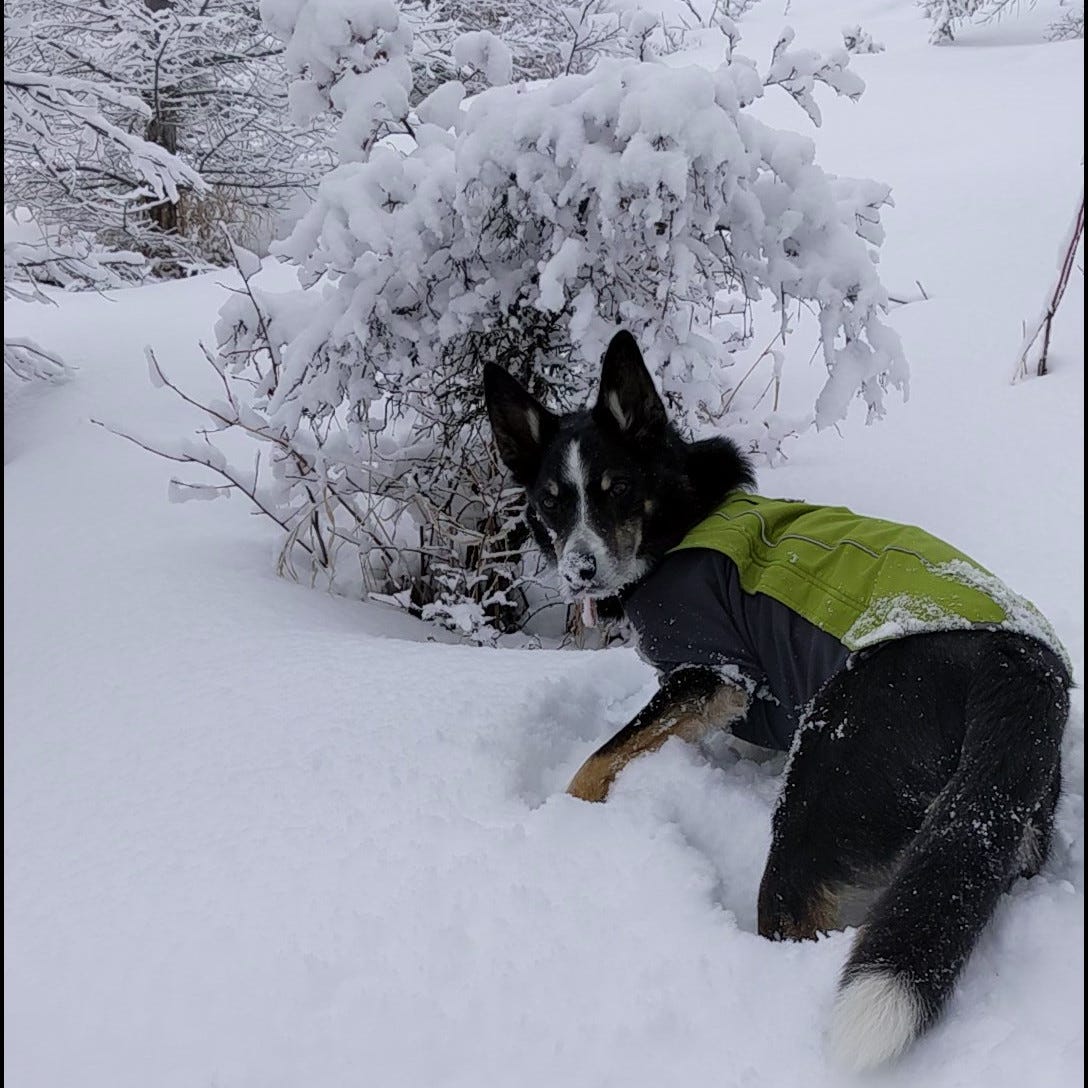 Dog sniffing snow Dog sniffing snow