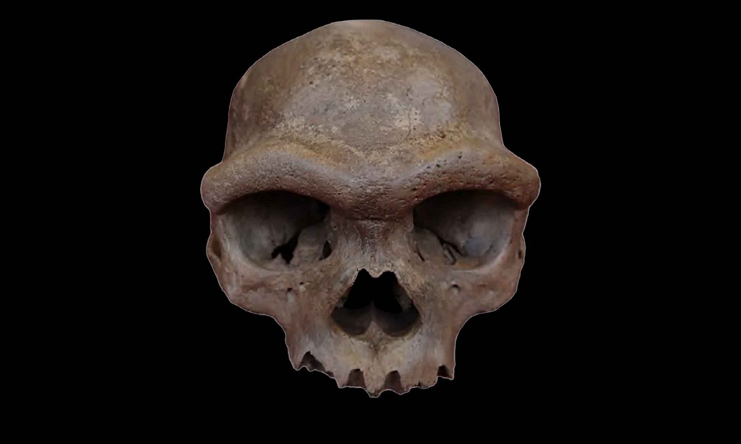 Harbin skull viewed from the front