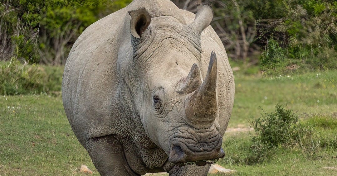 a rhino standing on top of a lush green field