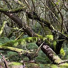 4. The forest as disinterested witness