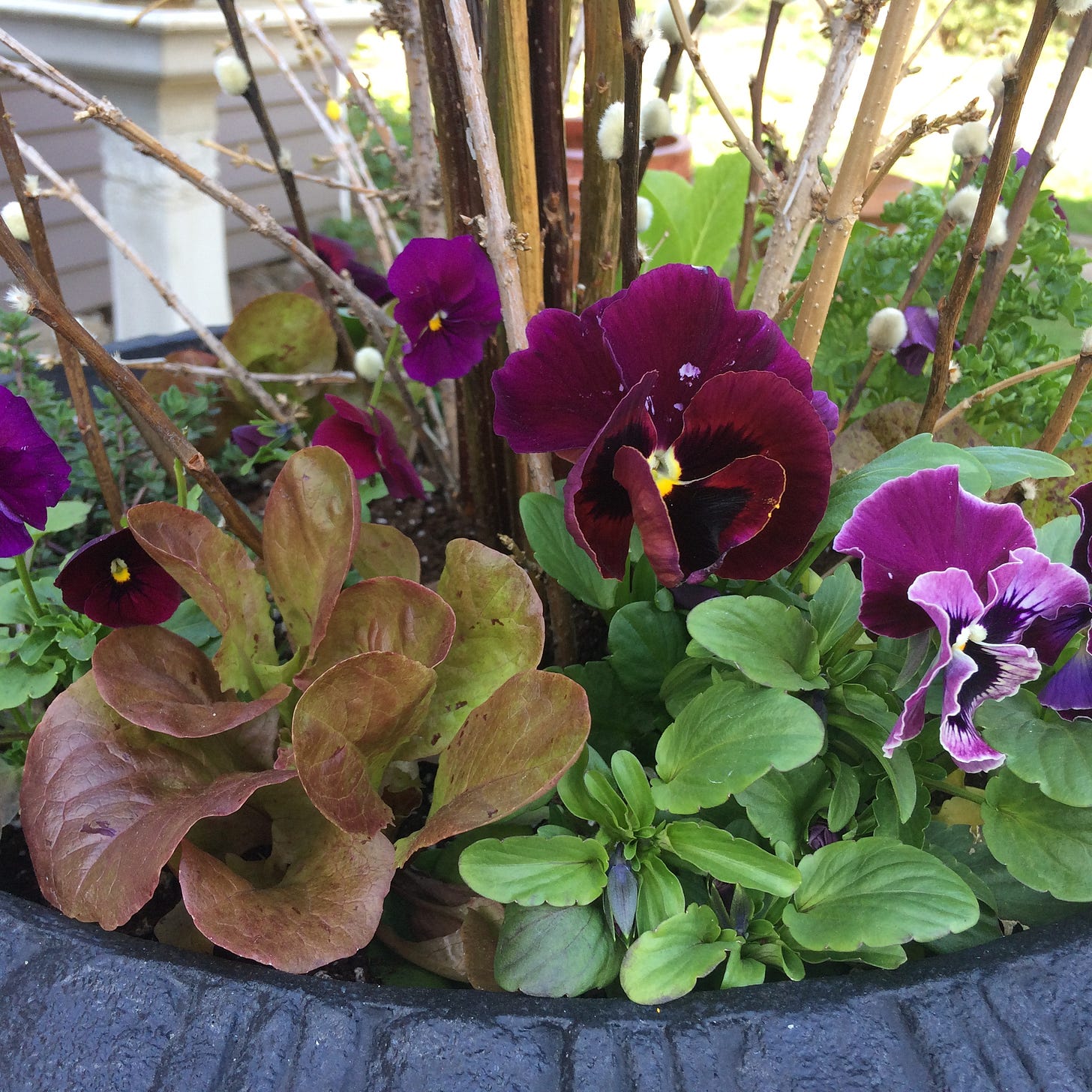 pansies and lettuce in a pot