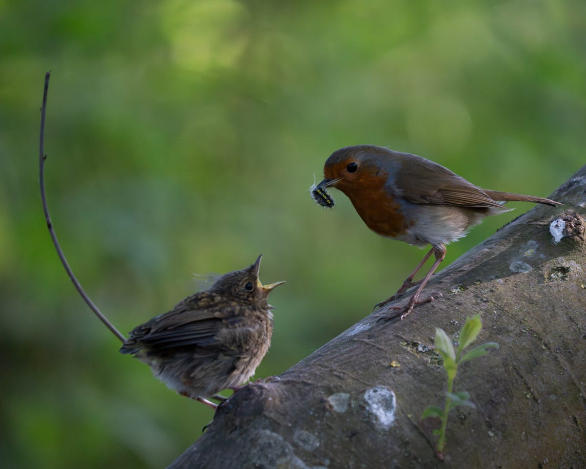 The adult robin is poised to drop a black caterpillar into the baby robins wide open beak