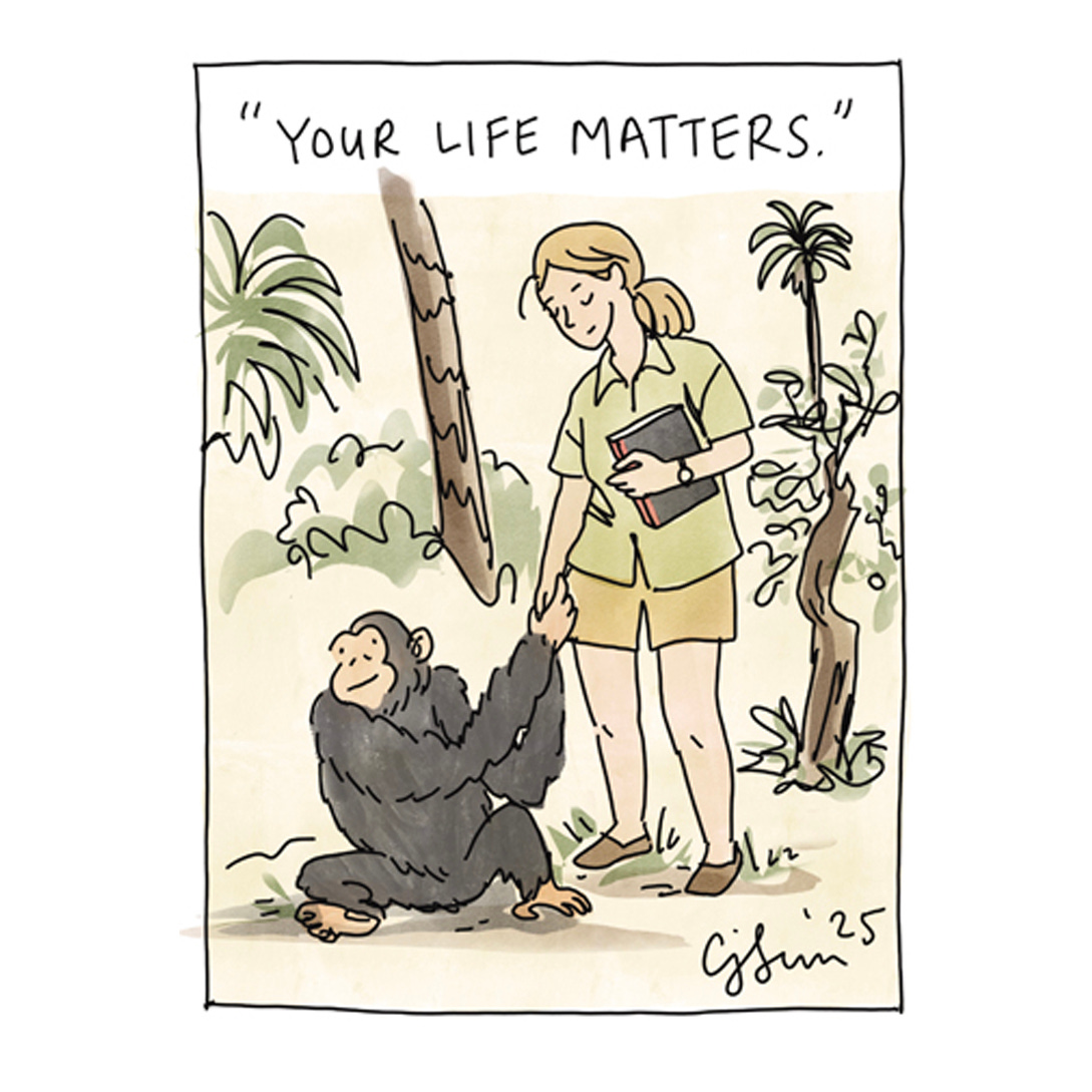 Panel 2 of 4. Illustration of Jane Goodall in the field, study chimpanzee behavior, paired with a quote from her "Famous Last Words" interview. Drawn by Connie Sun, cartoonconnie, 2025.