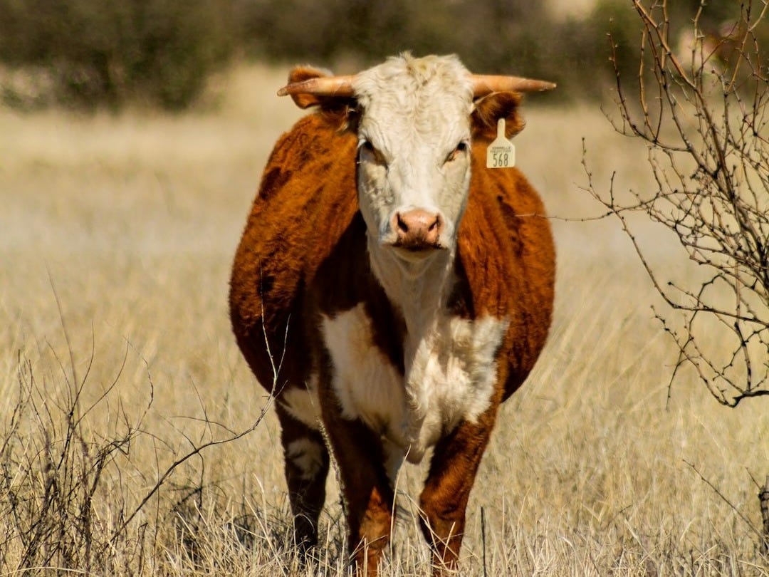 A brown and white cow standing on top of a dry grass field