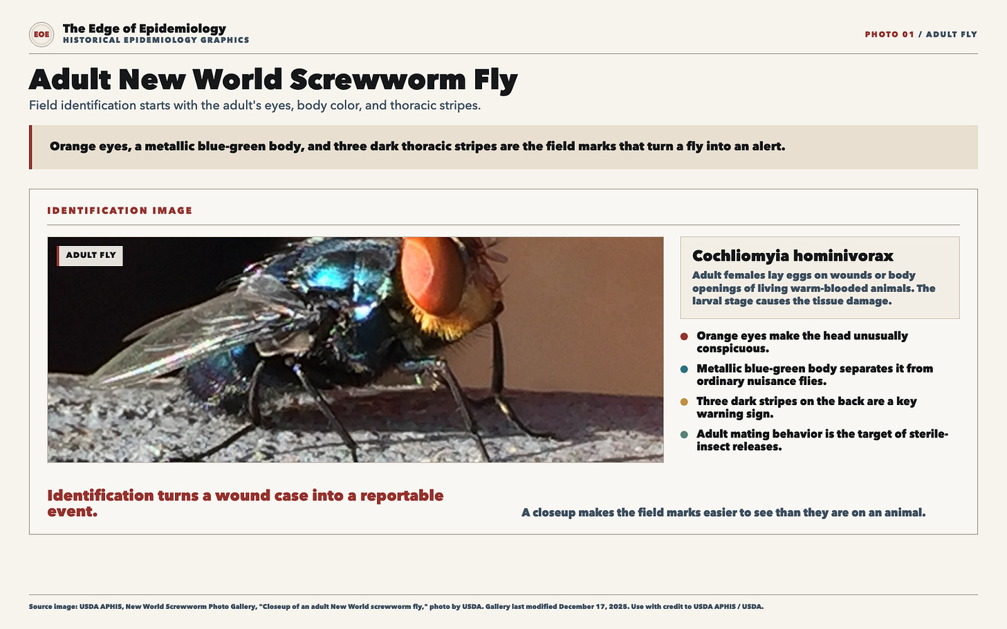 Adult New World screwworm fly identification plate