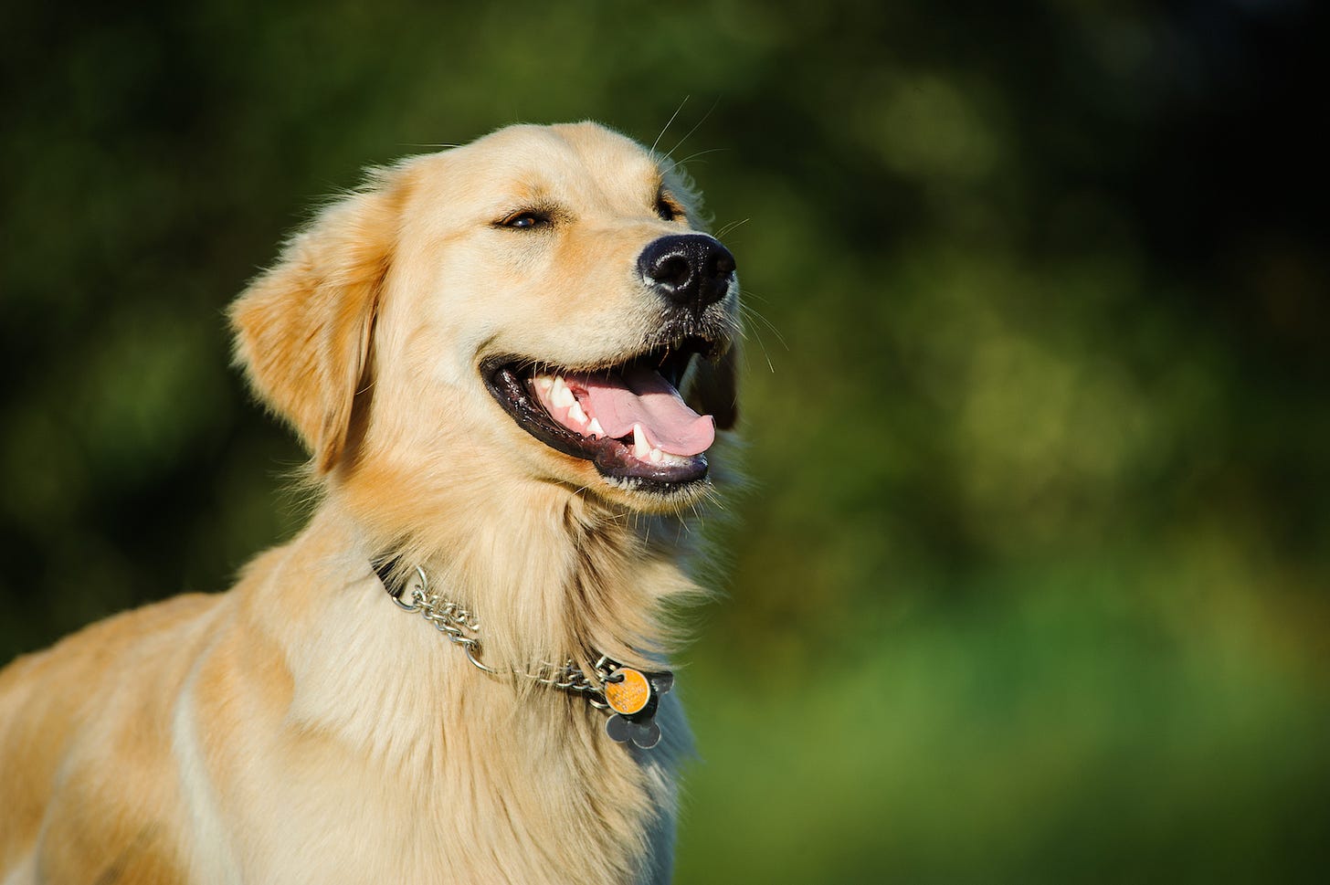 Image: everydoghasastory / shutterstock.com