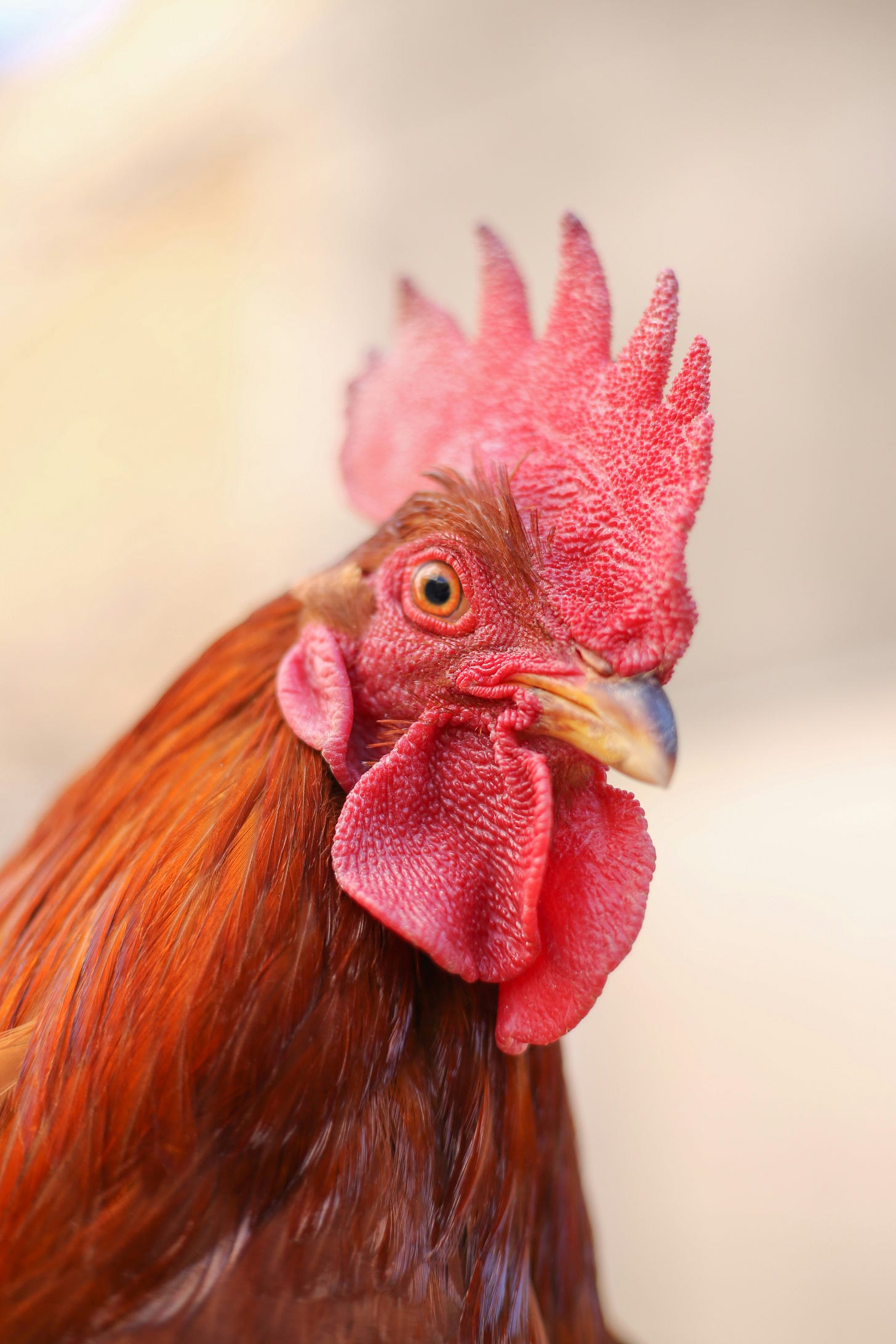 coloured photo of the head and chest of a red rooster