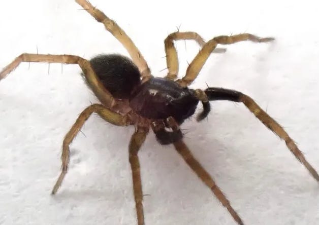 Aulonia albimana : le retour surprise d’une araignée disparue depuis 1985 Aulonia albimana : le retour surprise d’une araignée disparue depuis 1985