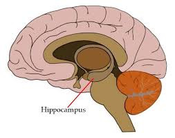 Hippocampus - definition Hippocampus - definition