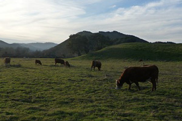 Truly free-range, grass-fed cattle Truly free-range, grass-fed cattle