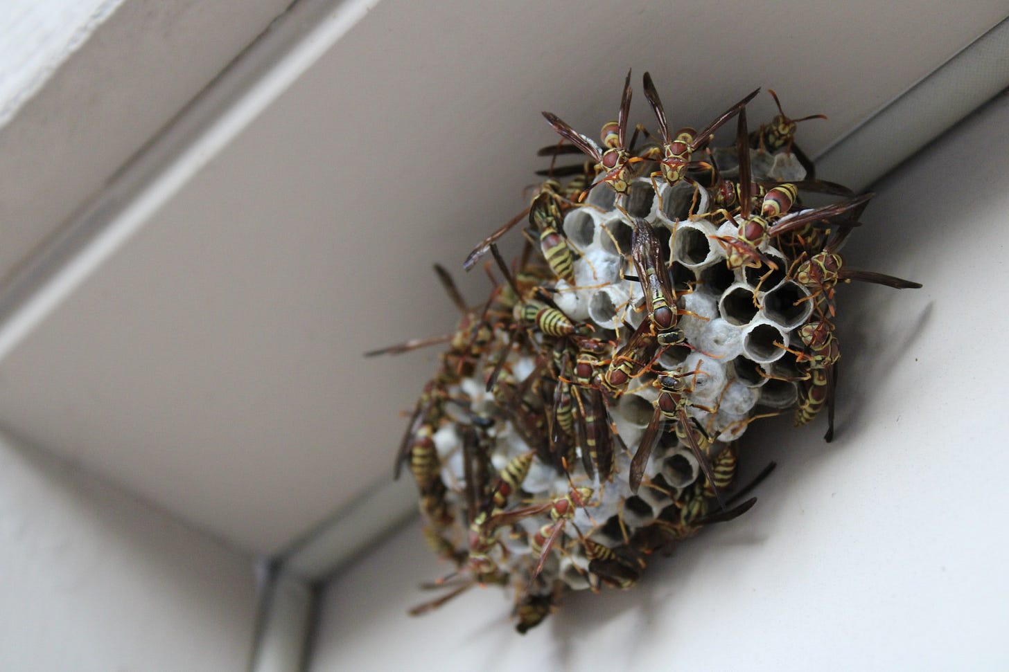 A photo of a wasp nest attached to a building with many wasps on it