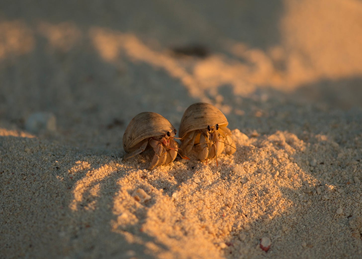 A pair of teeny hermit crabs sit together in the sand, bathed in warm golden light.