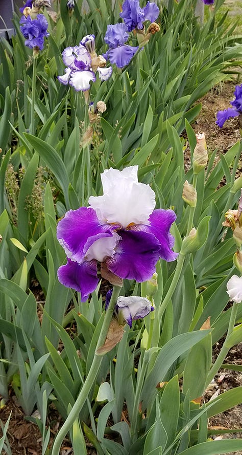 Gallery of images of roses, irises, and other pink blooms