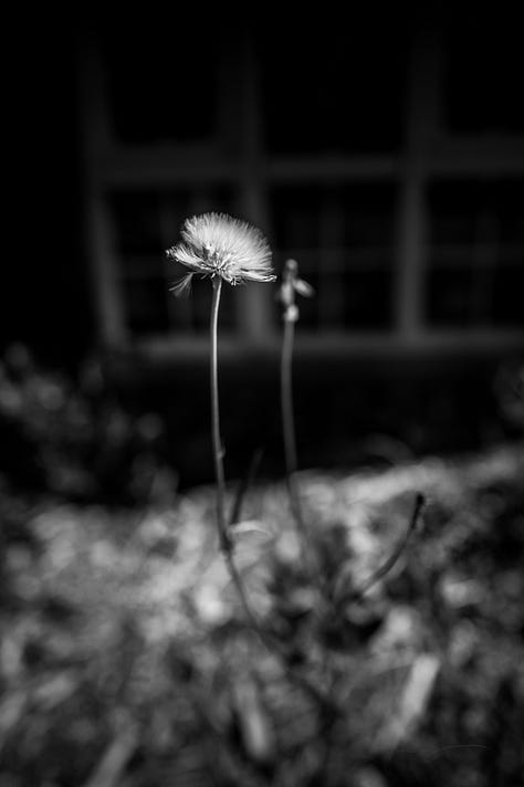 flowers, coffee, and poetry on campus