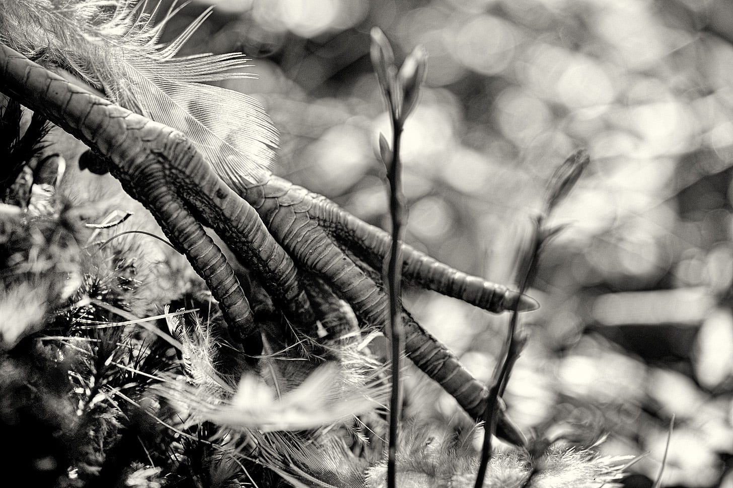 In memoriam: the peaceful and natural placement of pheasant feet on a bed of feather and moss