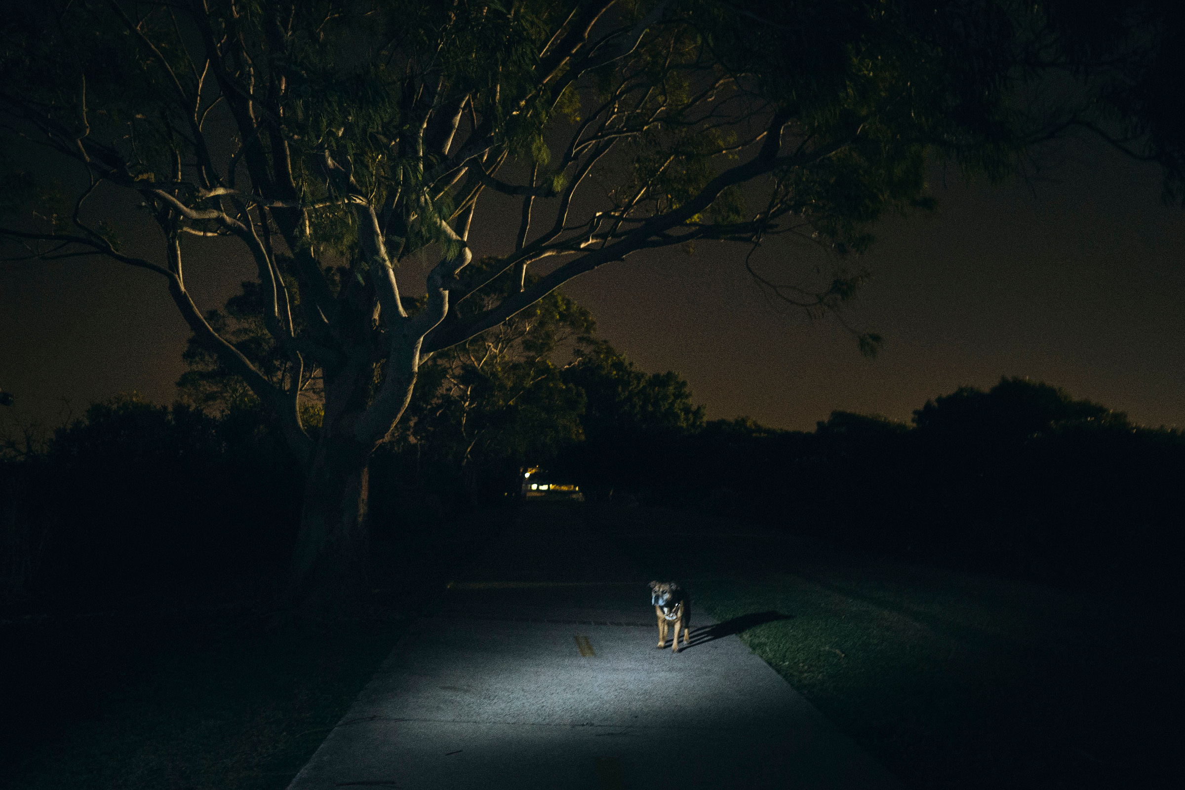 A dog stands alone on a dimly lit path at night, illuminated by a beam of light, with a large tree and dark surroundings in the background.