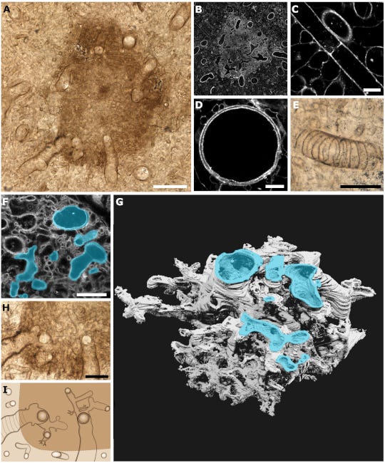Une dizaine de schémas et de vues au microscope du prototaxite. Une dizaine de schémas et de vues au microscope du prototaxite.