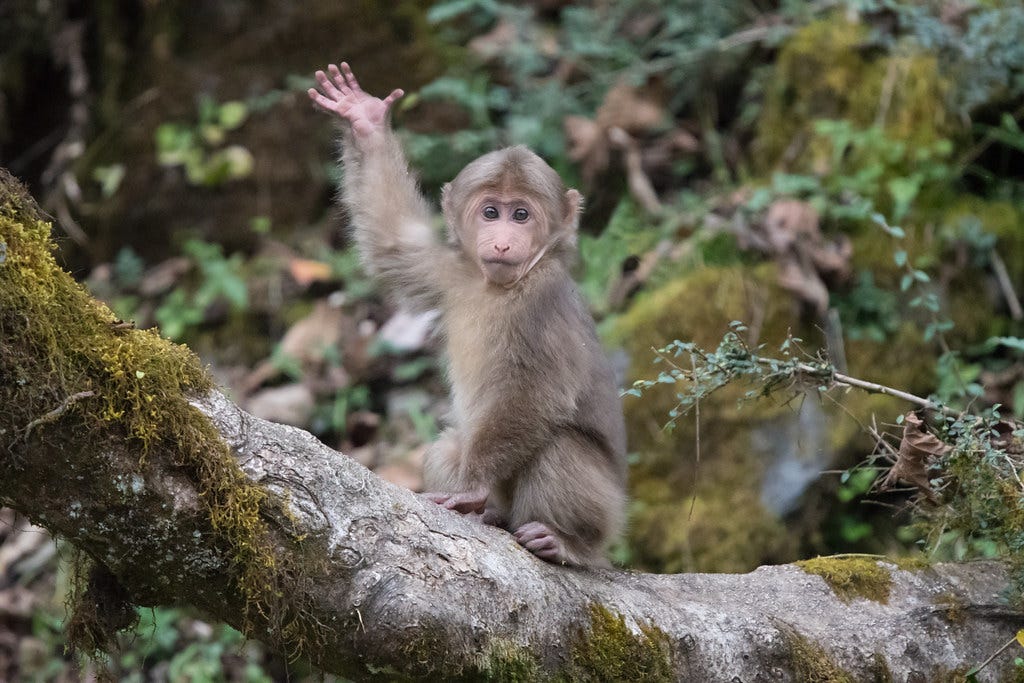 Waving Baby Monkey | This baby monkey goes by three English … | Flickr