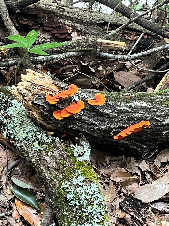 pictures of trees, rivers, fungus on trees
